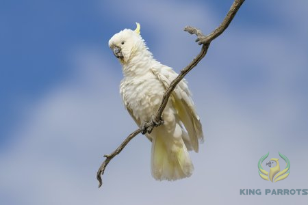 The Moluccan Cockatoo