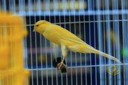 Canary Hamdani - همدان كناري