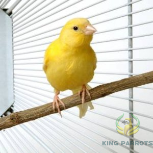 Canary Irani