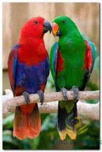 Eclictous (PAIR)