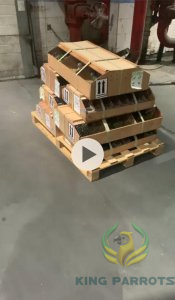 fright Box