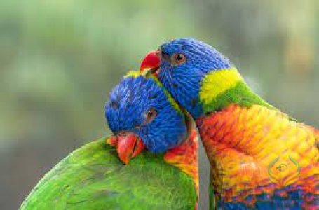 Lori Rainbow  ( Pair )