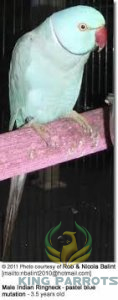 Ringneck Albino-Mato (Baby)