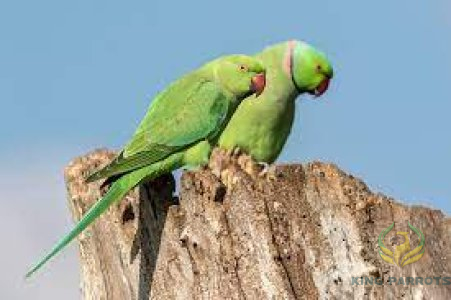 Ringneck Green indian-mato (Pair)