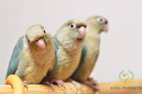 Turquoise CINNAMON conurs